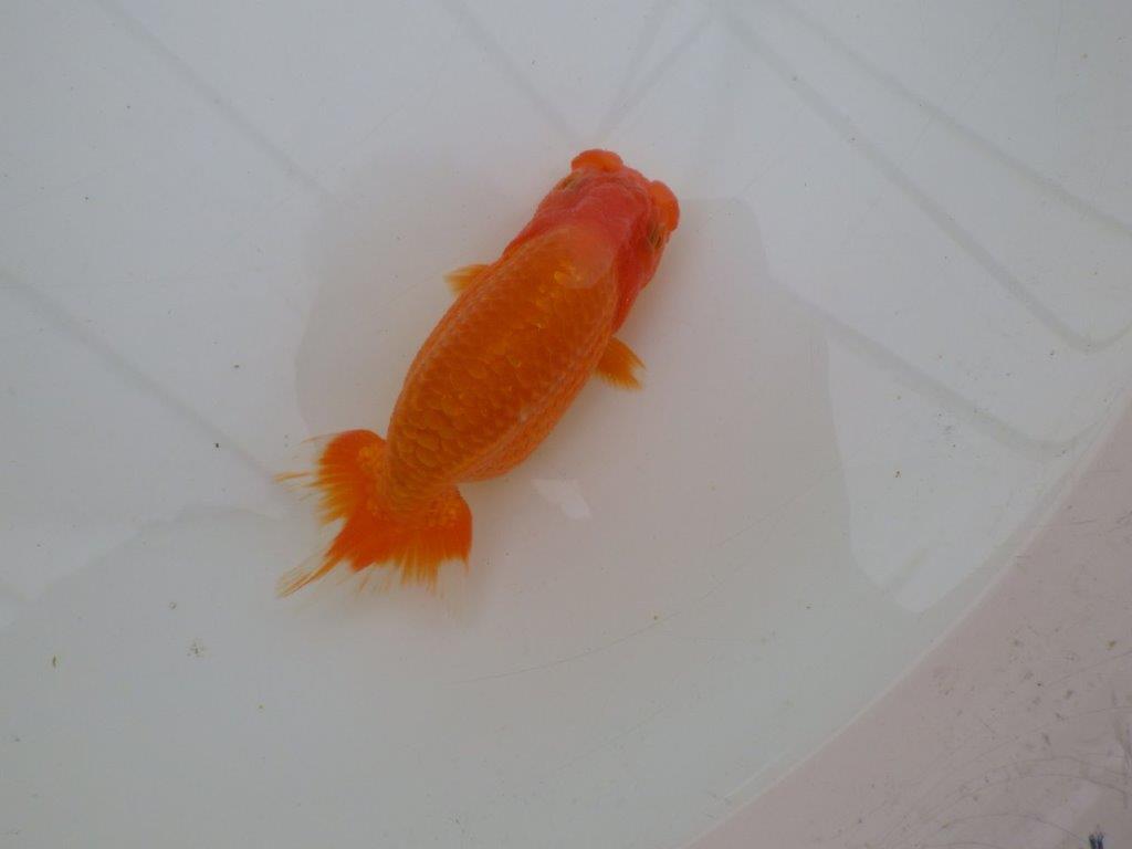 【全国大会優等賞獲得多数のブリーダー】フンタンの雰囲気の良いらんちゅう 約13㎝ メス?