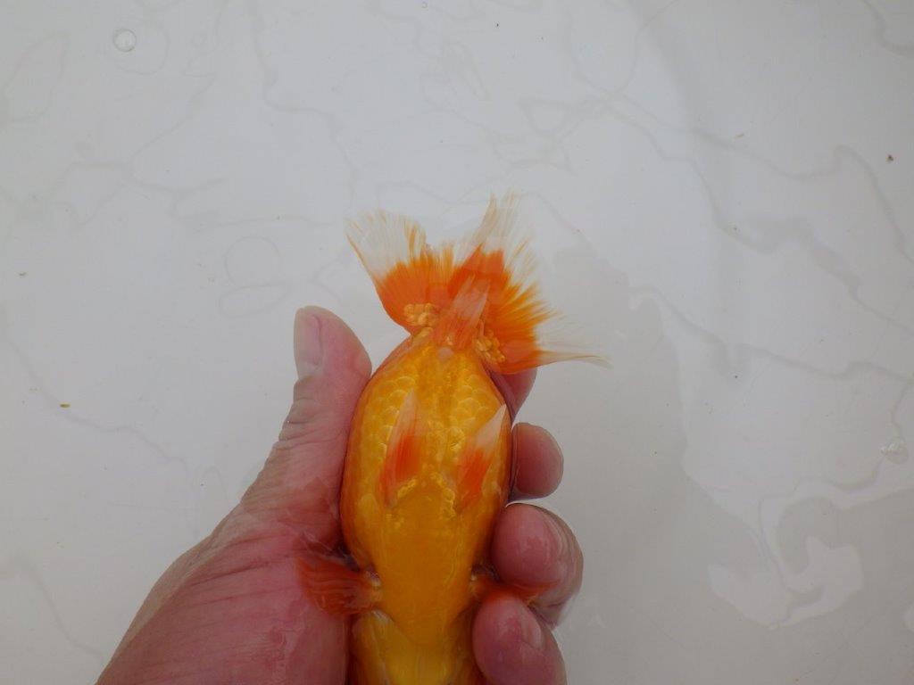 【全国大会優等賞獲得多数のブリーダー】フンタンの雰囲気の良いらんちゅう 約13㎝ メス?