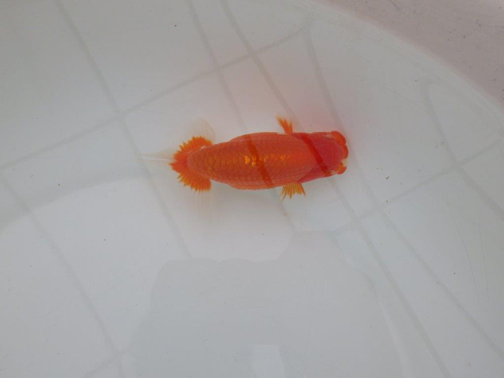 【全国大会優等賞獲得多数のブリーダー】背のラインが綺麗ならんちゅう 約11,5㎝ オス?