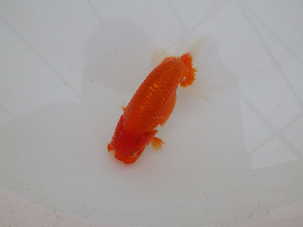 【全国大会優等賞獲得多数のブリーダー】背のラインが綺麗ならんちゅう 約11,5㎝ オス?