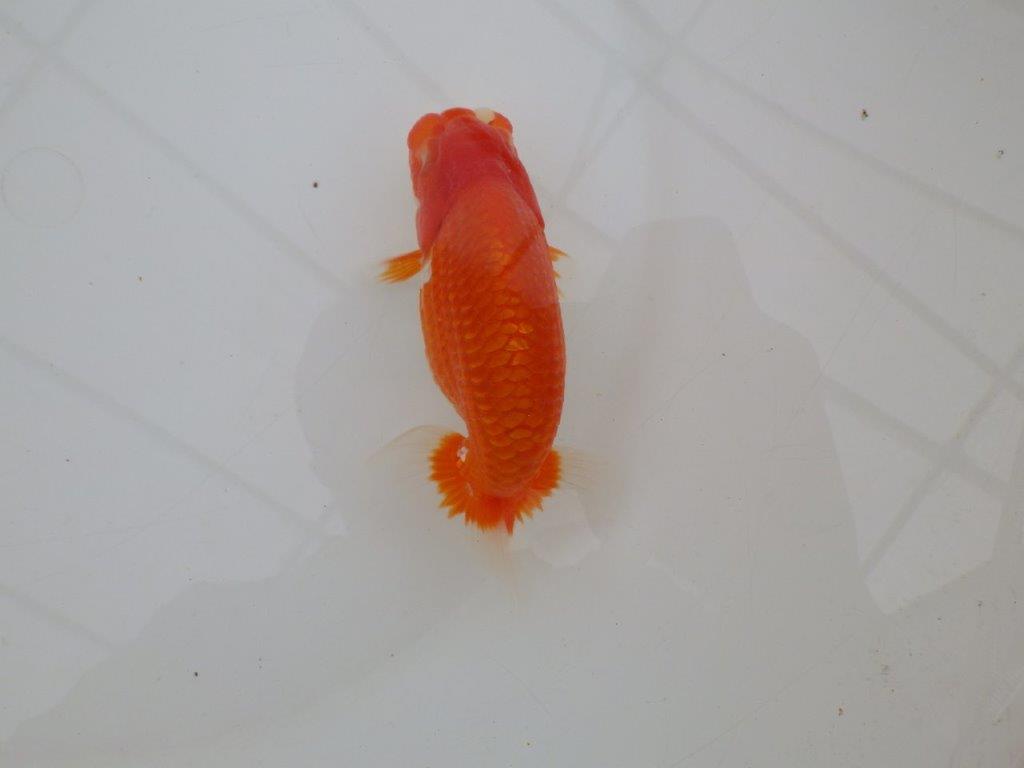 【全国大会優等賞獲得多数のブリーダー】背のラインが綺麗ならんちゅう　約11,5㎝ オス？の上身