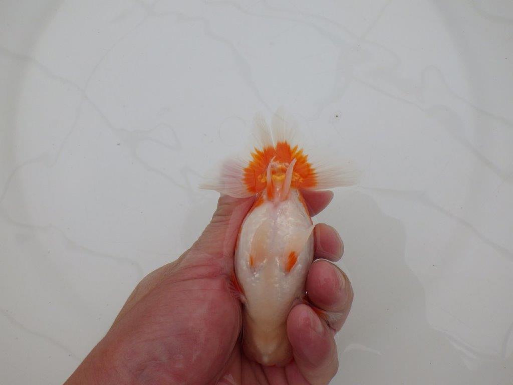 【全国大会優等賞獲得多数のブリーダー】背のラインが綺麗ならんちゅう 約11,5㎝ オス?