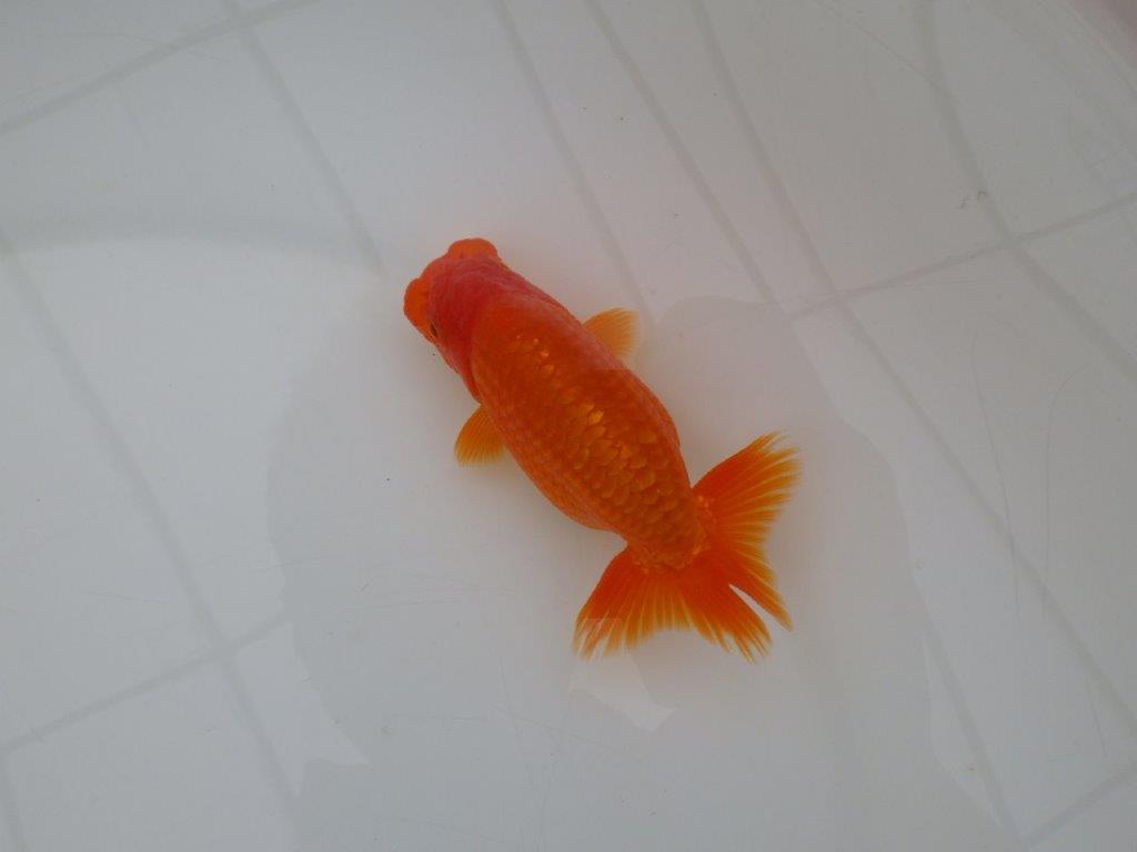 【全国大会優等賞獲得多数のブリーダー】種にもお勧めのらんちゅう　約11㎝ オス？の上身