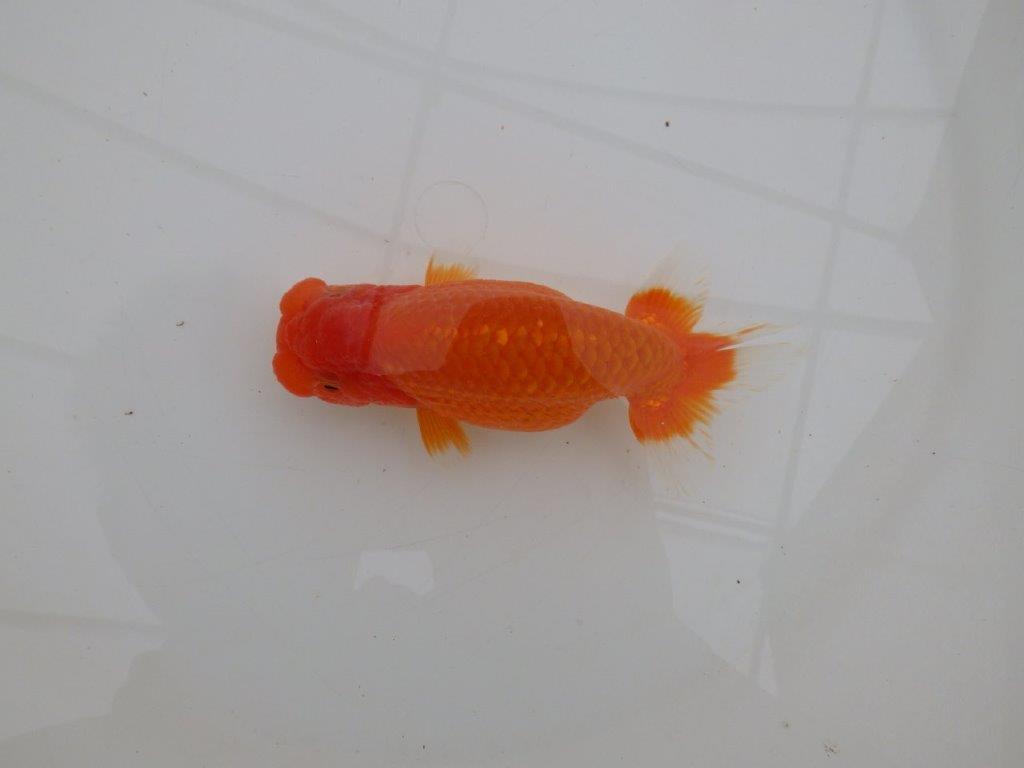 【全国大会優等賞獲得多数のブリーダー】タネに見どころあり！らんちゅう　約12,5㎝ オス？の上身