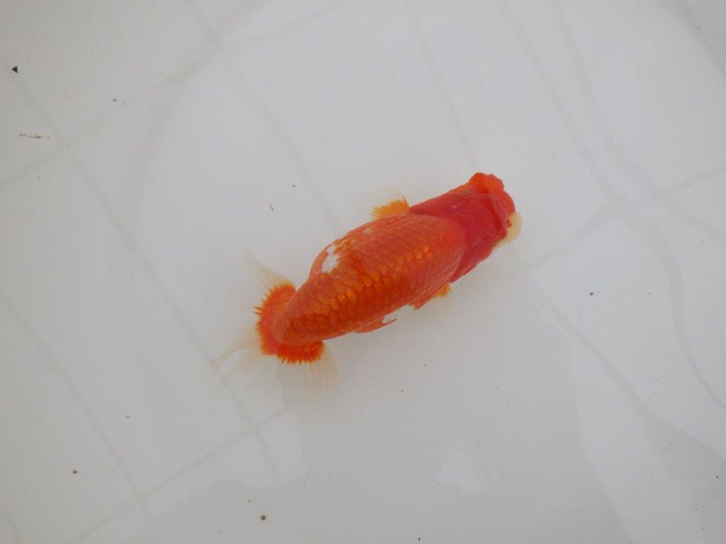 【全国大会優等賞獲得多数のブリーダー】綺麗な更紗らんちゅう　約14,5㎝ オス？