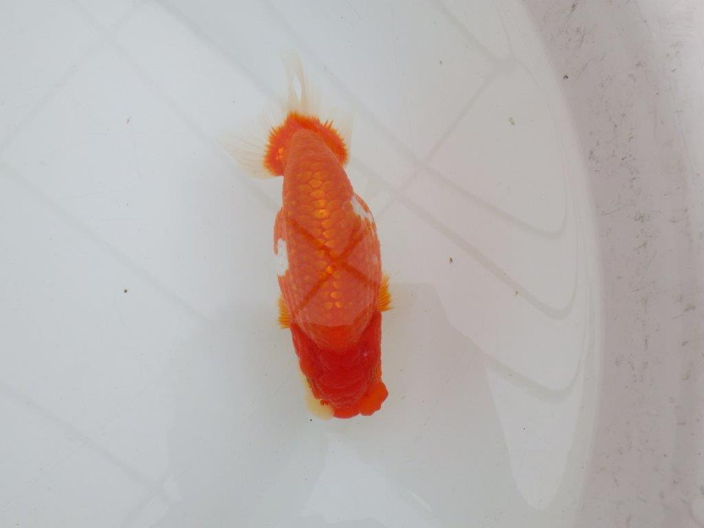 【全国大会優等賞獲得多数のブリーダー】綺麗な更紗らんちゅう　約14,5㎝ オス？