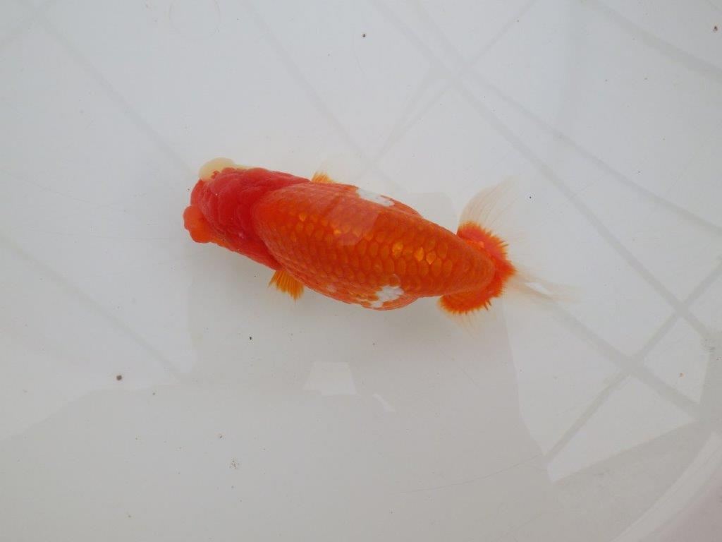 【全国大会優等賞獲得多数のブリーダー】綺麗な更紗らんちゅう　約14,5㎝ オス？の上身