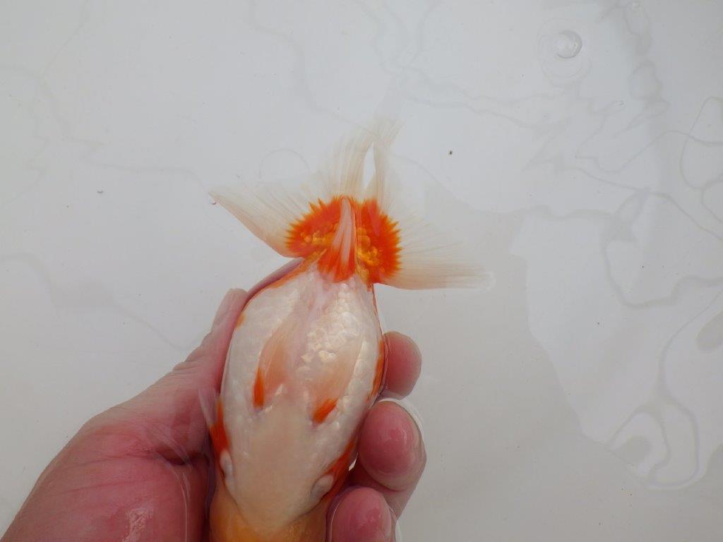 【全国大会優等賞獲得多数のブリーダー】綺麗な更紗らんちゅう　約14,5㎝ オス？