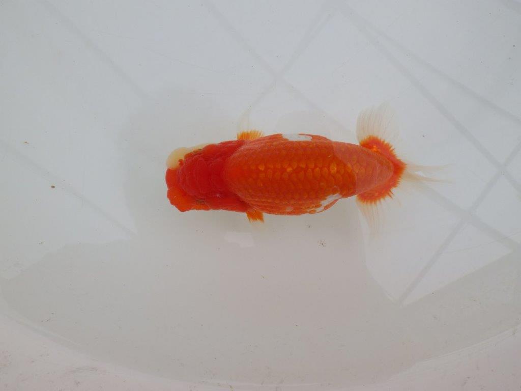 【全国大会優等賞獲得多数のブリーダー】綺麗な更紗らんちゅう　約14,5㎝ オス？