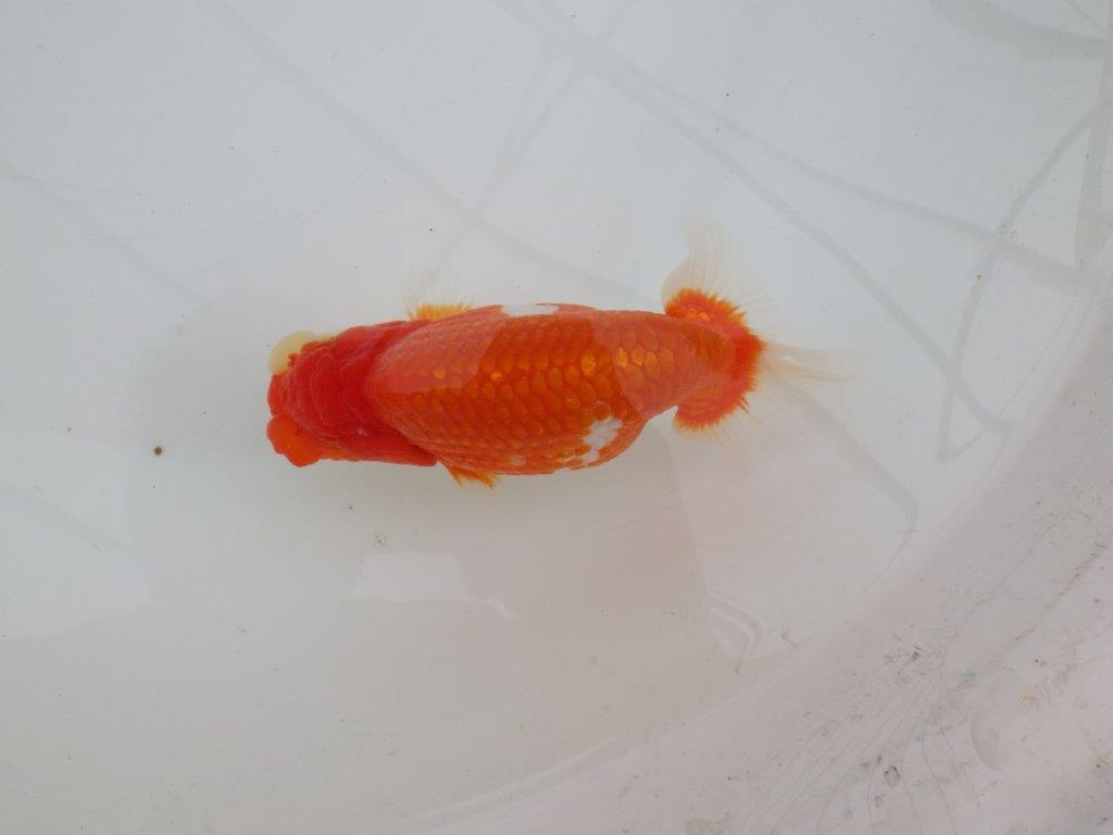 【全国大会優等賞獲得多数のブリーダー】綺麗な更紗らんちゅう　約14,5㎝ オス？