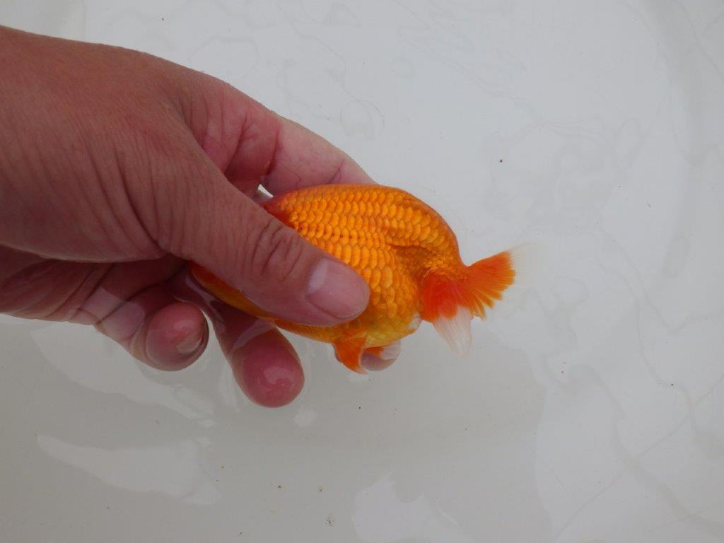 【全国大会優等賞獲得多数のブリーダー】飼い込む価値あり!らんちゅう 約11,5㎝ オス?