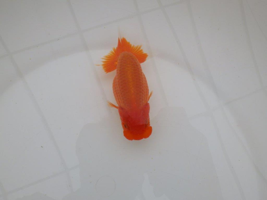 【全国大会優等賞獲得多数のブリーダー】飼い込む価値あり!らんちゅう 約11,5㎝ オス?