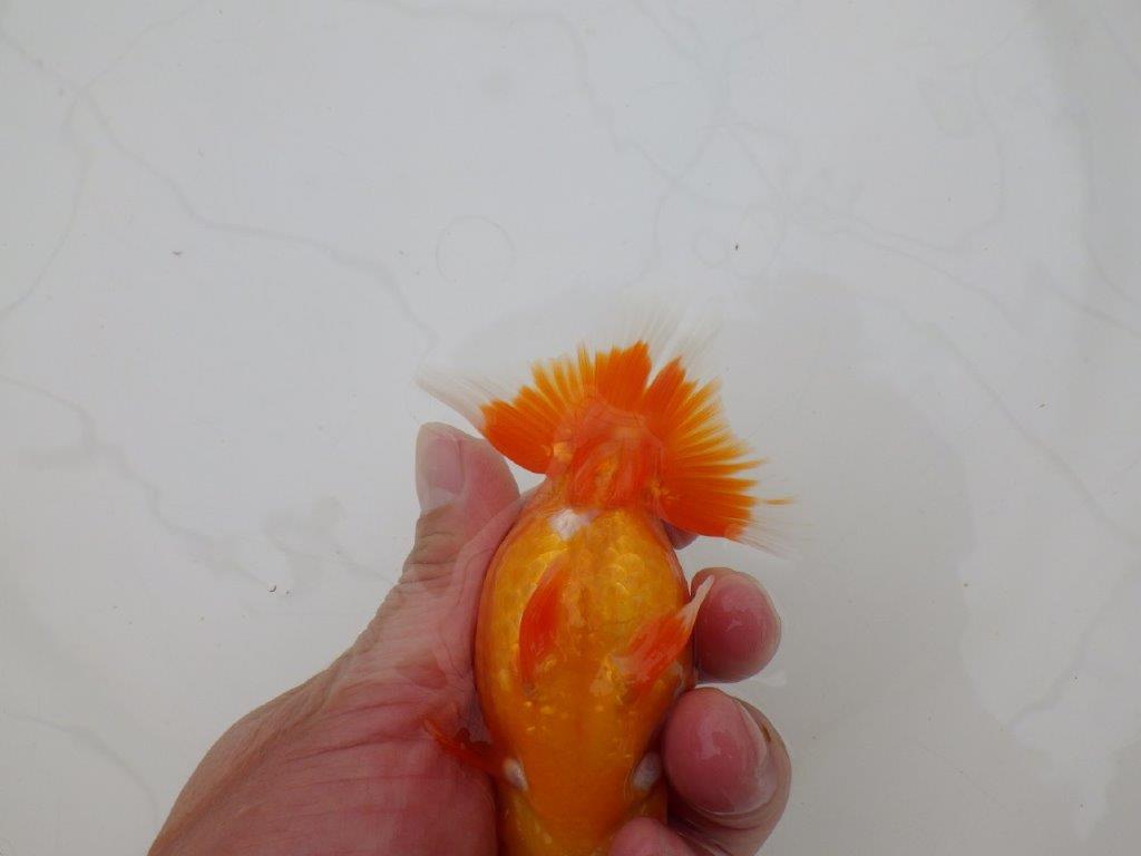 【全国大会優等賞獲得多数のブリーダー】飼い込む価値あり!らんちゅう 約11,5㎝ オス?