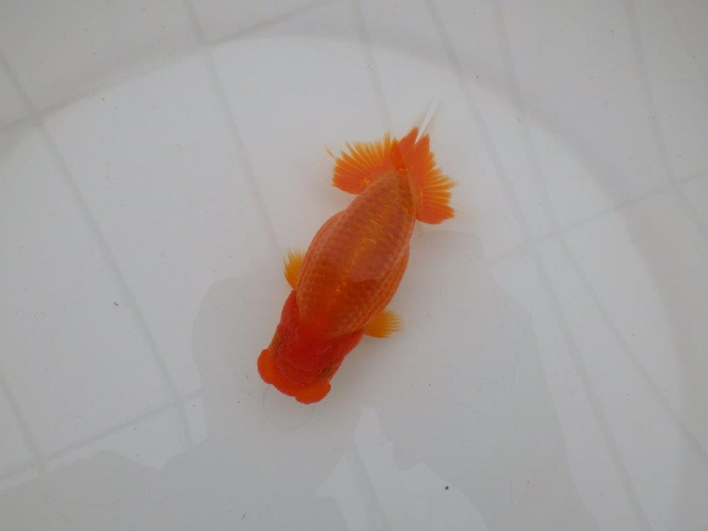 【全国大会優等賞獲得多数のブリーダー】飼い込む価値あり！らんちゅう　約11,5㎝ オス？の上身