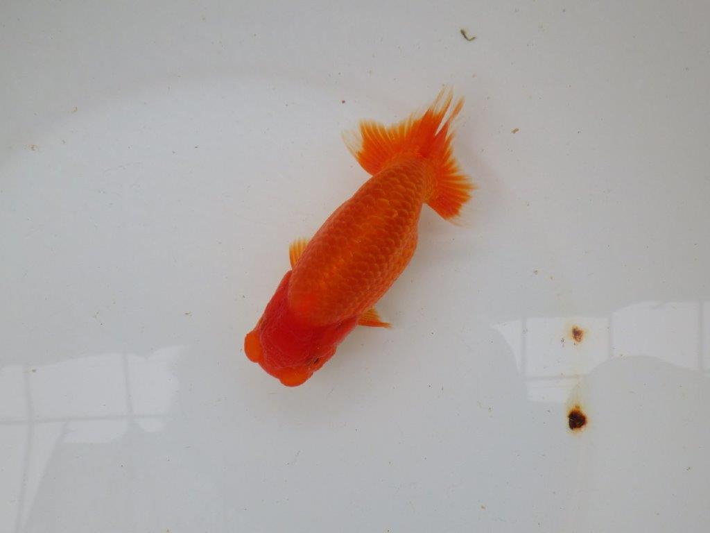 【愛知 小早川義幸氏 当歳らんちゅう 】尾型が良く種にもお勧めのらんちゅう 約12,5cm メス?