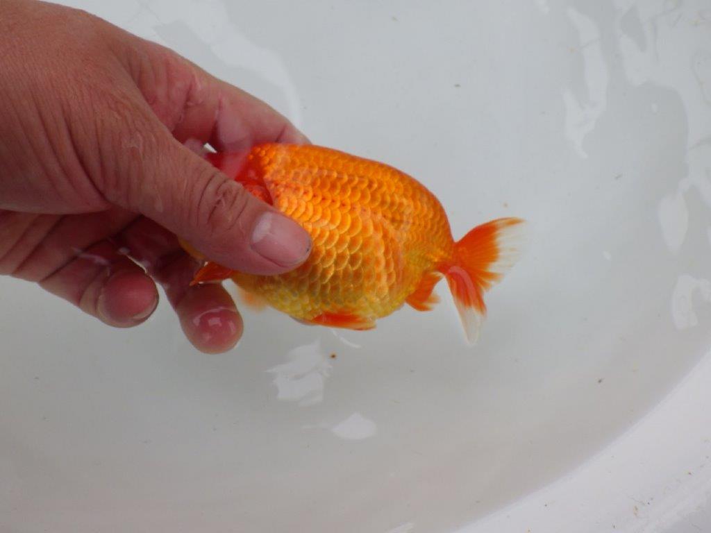 【愛知 小早川義幸氏 当歳らんちゅう 】尾型が良く種にもお勧めのらんちゅう 約12,5cm メス?