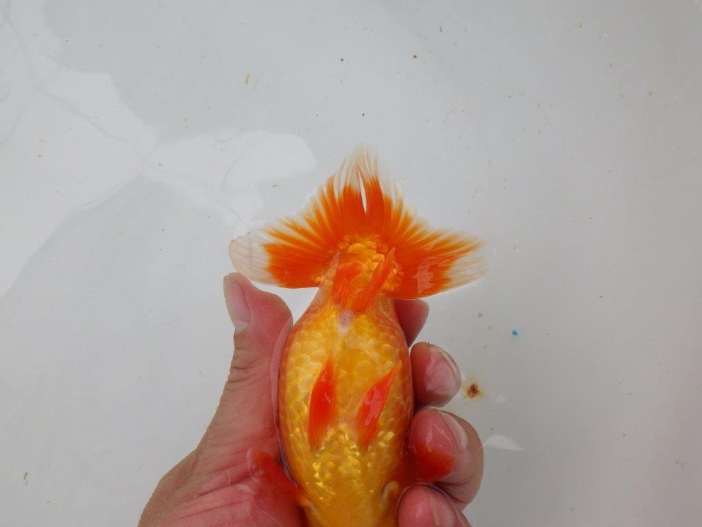 【愛知 小早川義幸氏 当歳らんちゅう 】尾型が良く種にもお勧めのらんちゅう 約12,5cm メス?