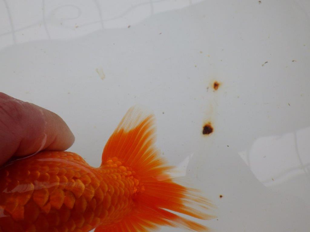 【愛知 小早川義幸氏 当歳らんちゅう 】尾型が良く種にもお勧めのらんちゅう 約12,5cm メス?