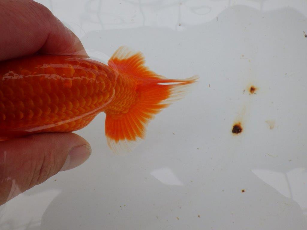 【愛知 小早川義幸氏 当歳らんちゅう 】尾型が良く種にもお勧めのらんちゅう 約12,5cm メス?