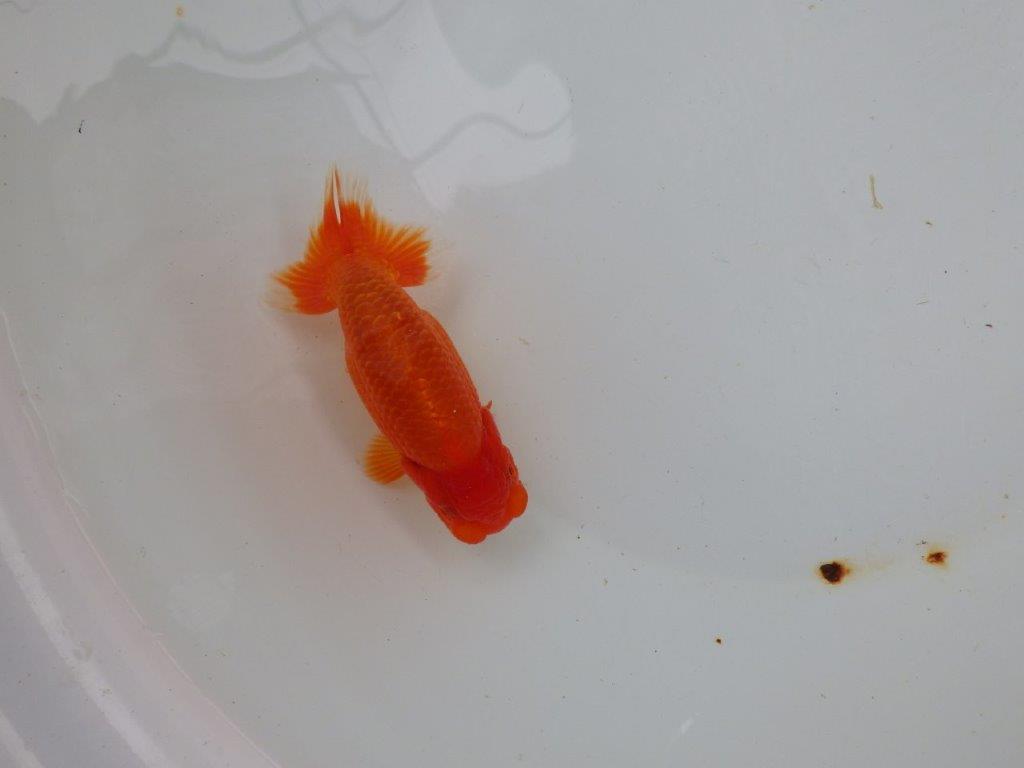 【愛知 小早川義幸氏 当歳らんちゅう 】尾型が良く種にもお勧めのらんちゅう 約12,5cm メス?