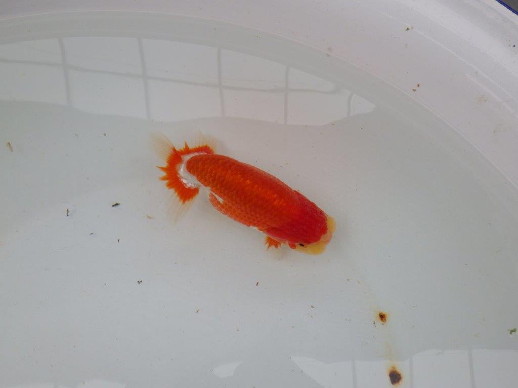 【愛知 小早川義幸氏 当歳らんちゅう 】色艶の良い更紗らんちゅう 約13cm オス?