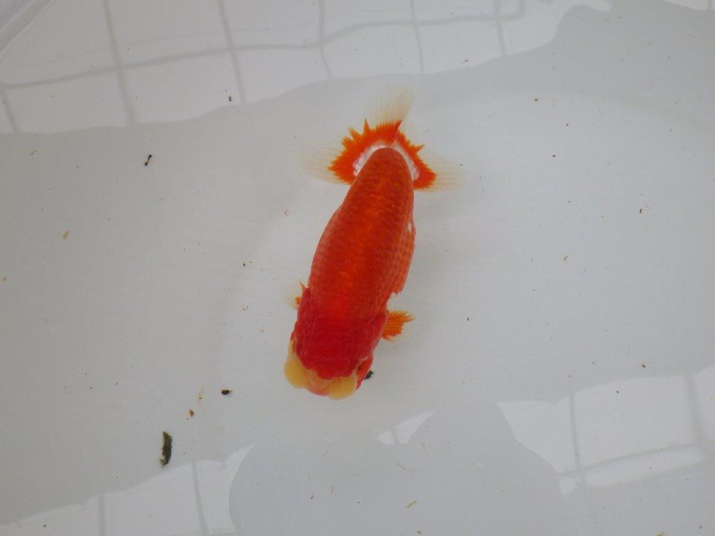 【愛知 小早川義幸氏 当歳らんちゅう 】色艶の良い更紗らんちゅう 約13cm オス?