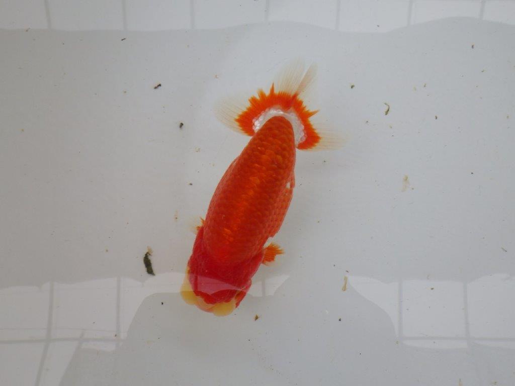 【愛知 小早川義幸氏 当歳らんちゅう 】色艶の良い更紗らんちゅう 約13cm オス?