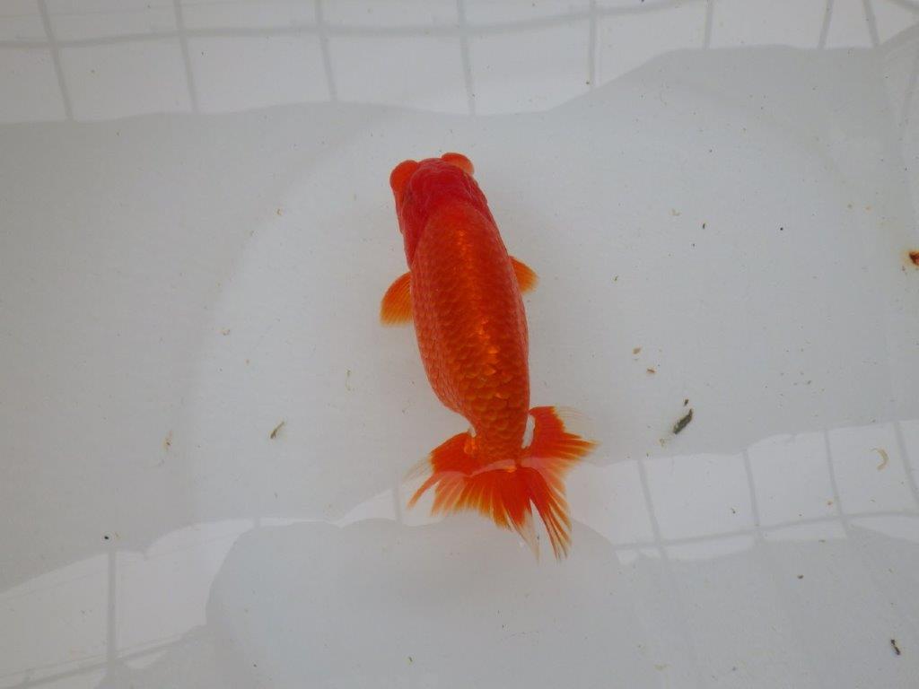 【愛知 小早川義幸氏 当歳らんちゅう 】上見の良い更紗らんちゅう 約14cm オス?