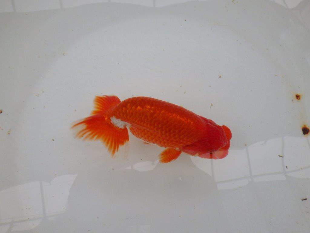 【愛知 小早川義幸氏 当歳らんちゅう 】上見の良い更紗らんちゅう 約14cm オス?