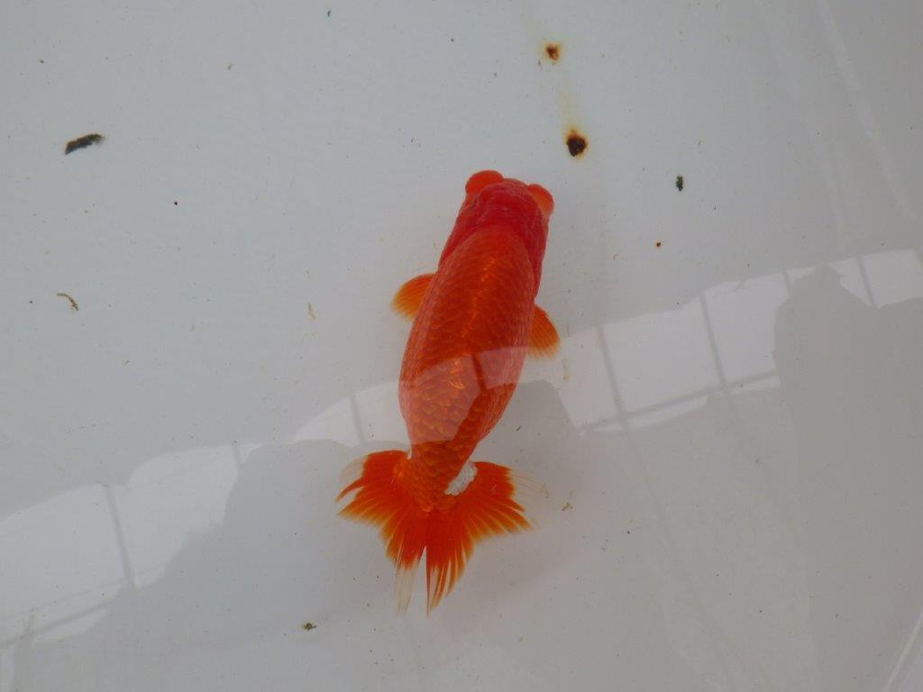 【愛知 小早川義幸氏 当歳らんちゅう 】上見の良い更紗らんちゅう 約14cm オス?