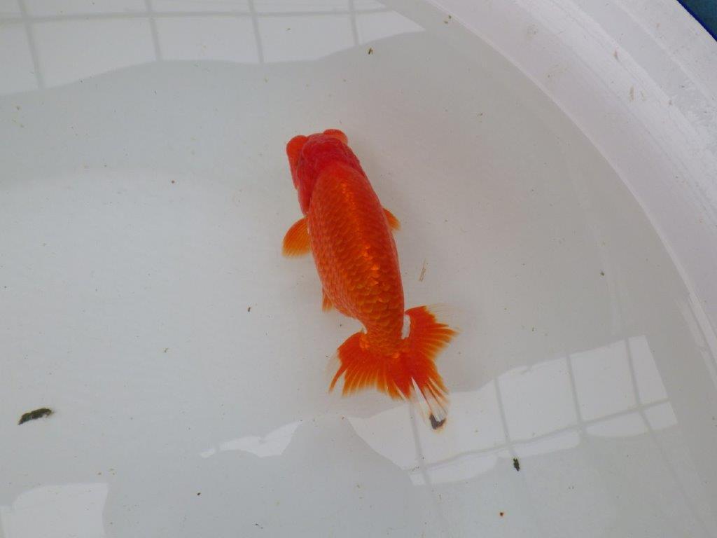 【愛知 小早川義幸氏 当歳らんちゅう 】上見の良い更紗らんちゅう 約14cm オス?