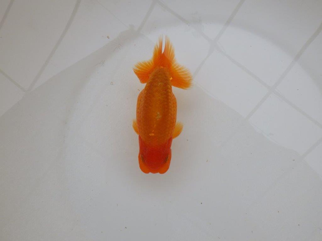 【 愛知超優良系統様】素晴らしい尾型で上見が映える当歳らんちゅう　約13㎝  オス？