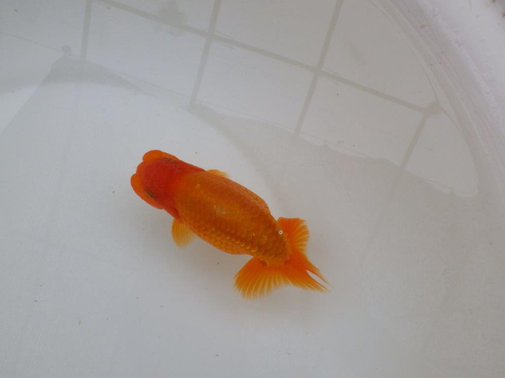 【 愛知超優良系統様】素晴らしい尾型で上見が映える当歳らんちゅう　約13㎝  オス？