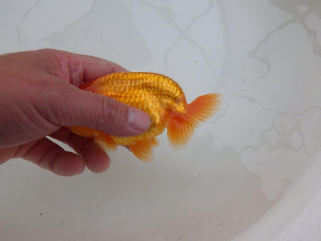 【 愛知超優良系統様】素晴らしい尾型で上見が映える当歳らんちゅう　約13㎝  オス？