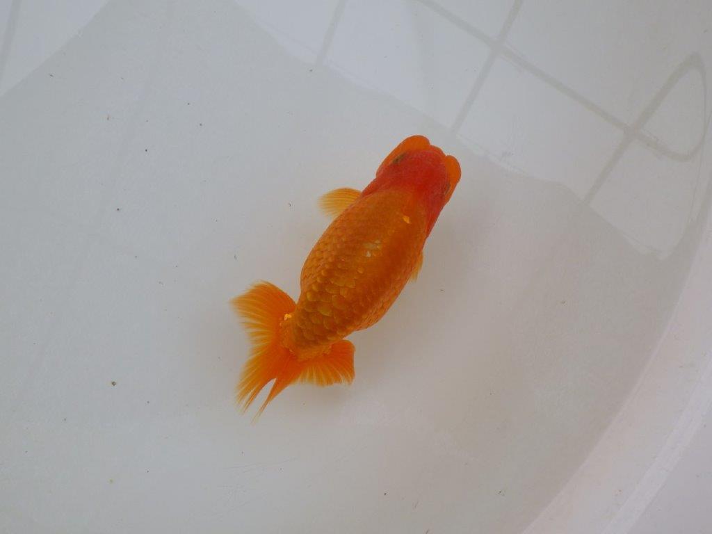 【 愛知超優良系統様】素晴らしい尾型で上見が映える当歳らんちゅう　約13㎝  オス？