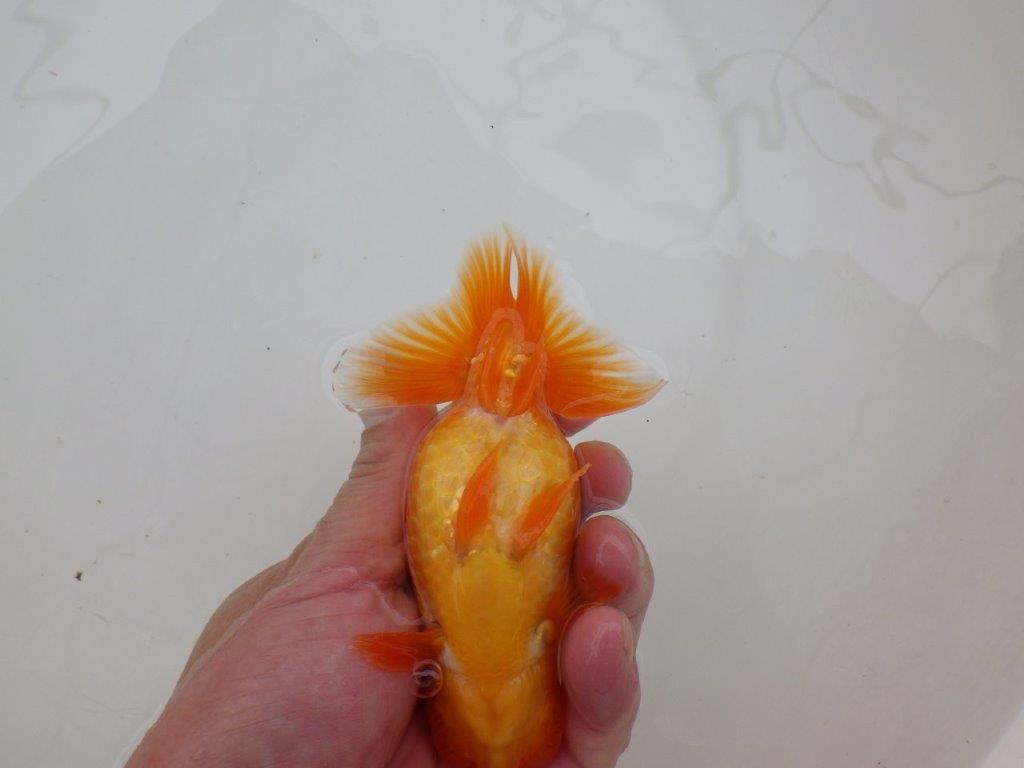 【 愛知超優良系統様】素晴らしい尾型で上見が映える当歳らんちゅう　約13㎝  オス？