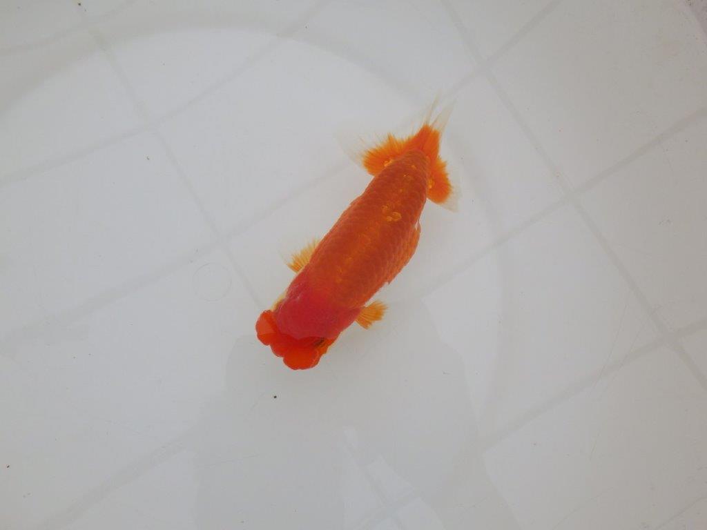 【 上位入賞独占ブリーダー】素晴らしいフンタン 当歳らんちゅう 東大関系統 約15㎝ オス?