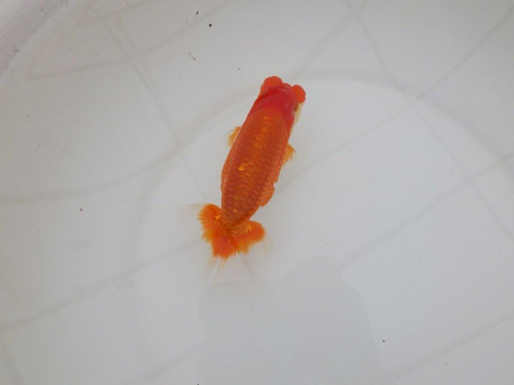 【 上位入賞独占ブリーダー】素晴らしいフンタン 当歳らんちゅう 東大関系統 約15㎝ オス?