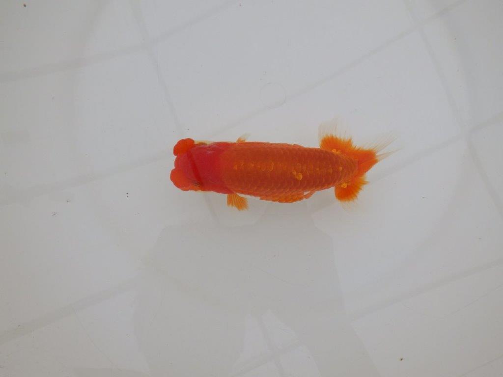 【 上位入賞独占ブリーダー】素晴らしいフンタン 当歳らんちゅう 東大関系統 約15㎝ オス?