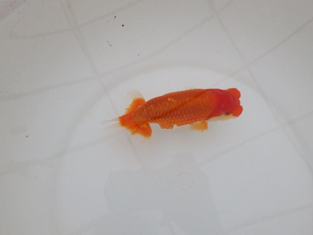 【 上位入賞独占ブリーダー】素晴らしいフンタン 当歳らんちゅう 東大関系統 約15㎝ オス?