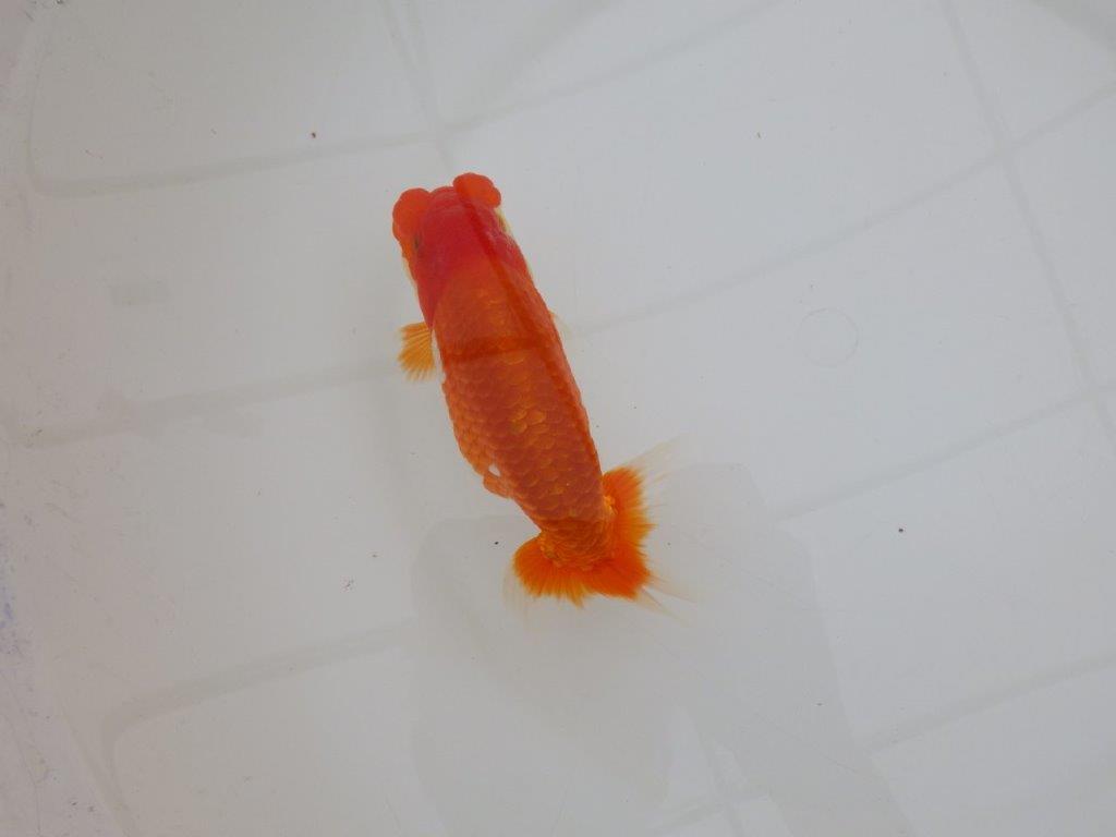 【 上位入賞独占ブリーダー】素晴らしいフンタン 当歳らんちゅう 東大関系統 約15㎝ オス?