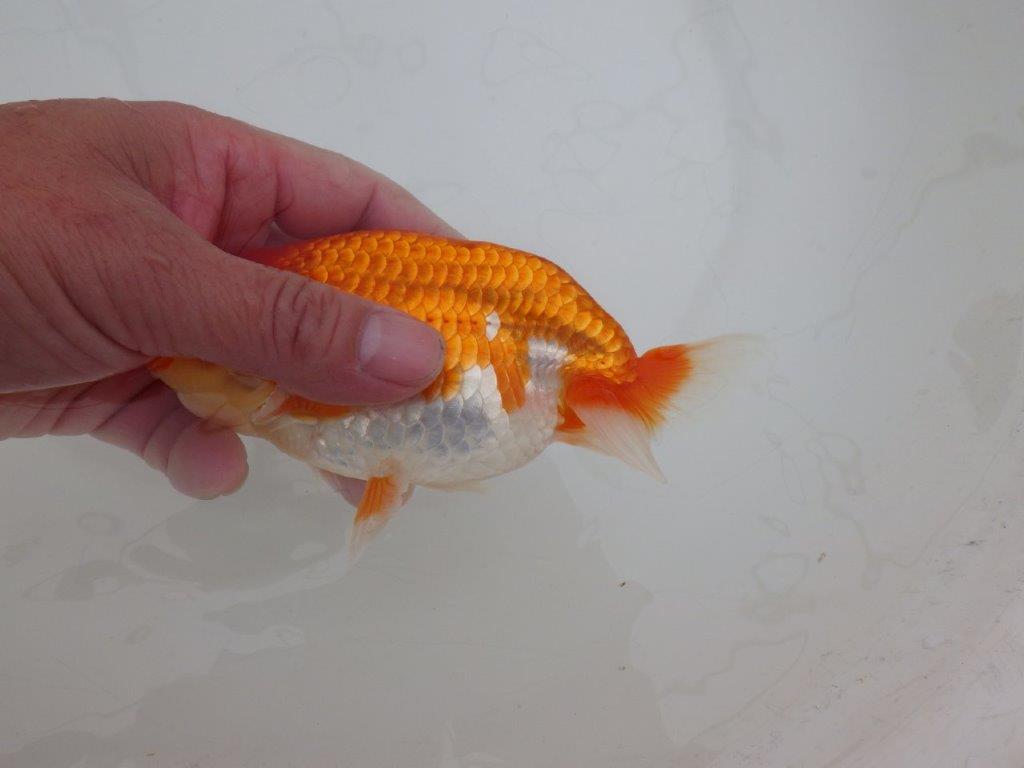 【 上位入賞独占ブリーダー】素晴らしいフンタン 当歳らんちゅう 東大関系統 約15㎝ オス?