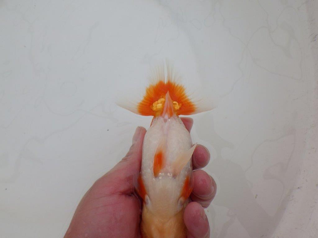 【 上位入賞独占ブリーダー】素晴らしいフンタン 当歳らんちゅう 東大関系統 約15㎝ オス?