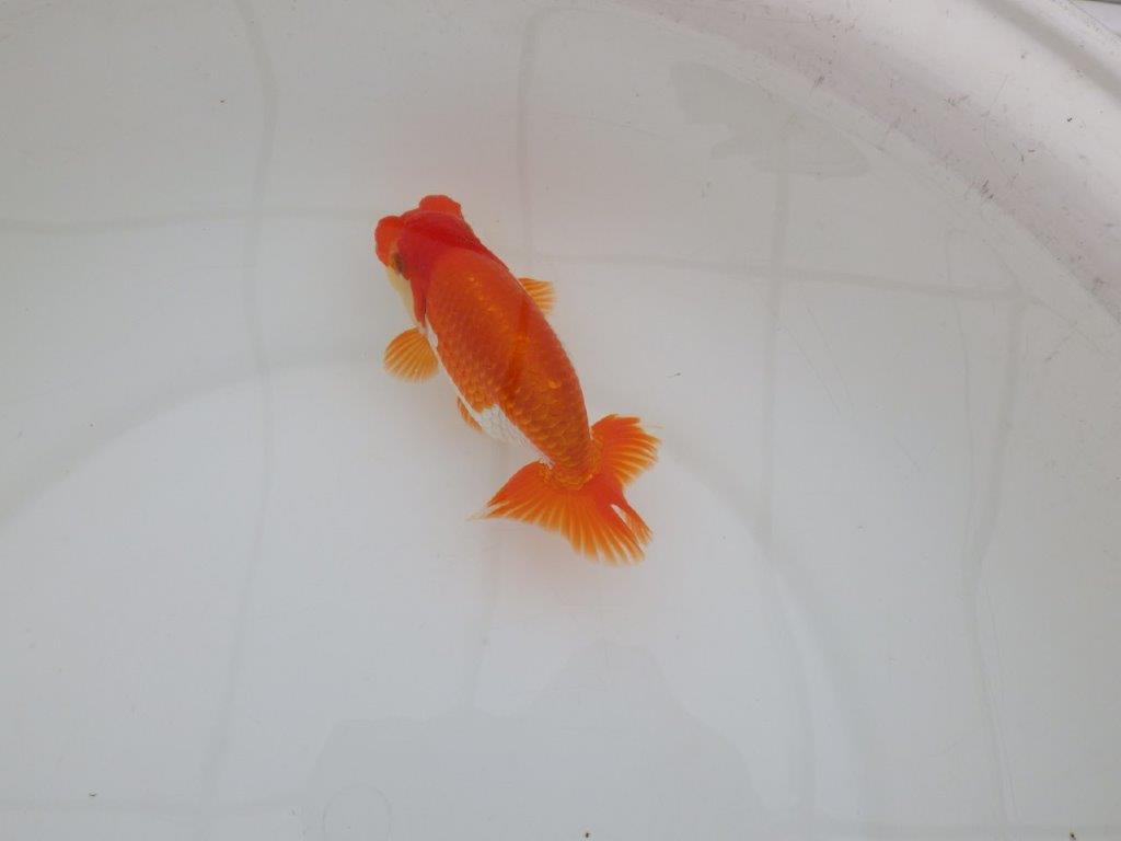 【 上位入賞独占ブリーダー】品評大会用に飼い込み 当歳らんちゅう 東大関系統 約13,5㎝ オス?