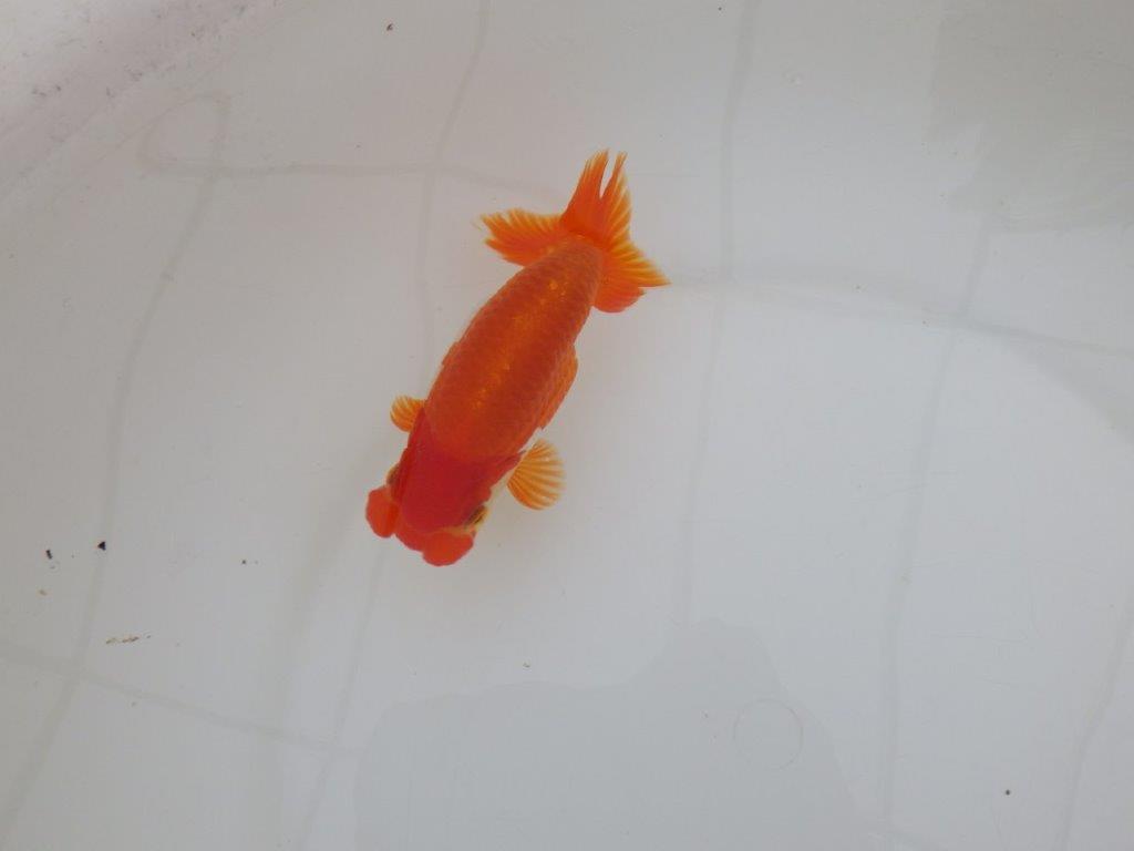 【 上位入賞独占ブリーダー】品評大会用に飼い込み 当歳らんちゅう 東大関系統 約13,5㎝ オス?