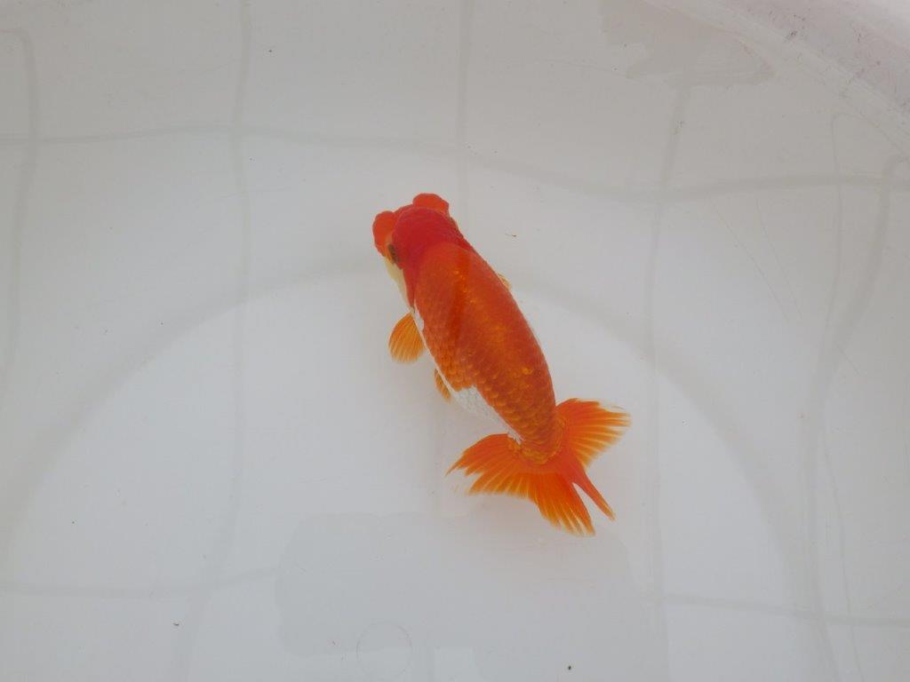 【 上位入賞独占ブリーダー】品評大会用に飼い込み 当歳らんちゅう 東大関系統 約13,5㎝ オス?