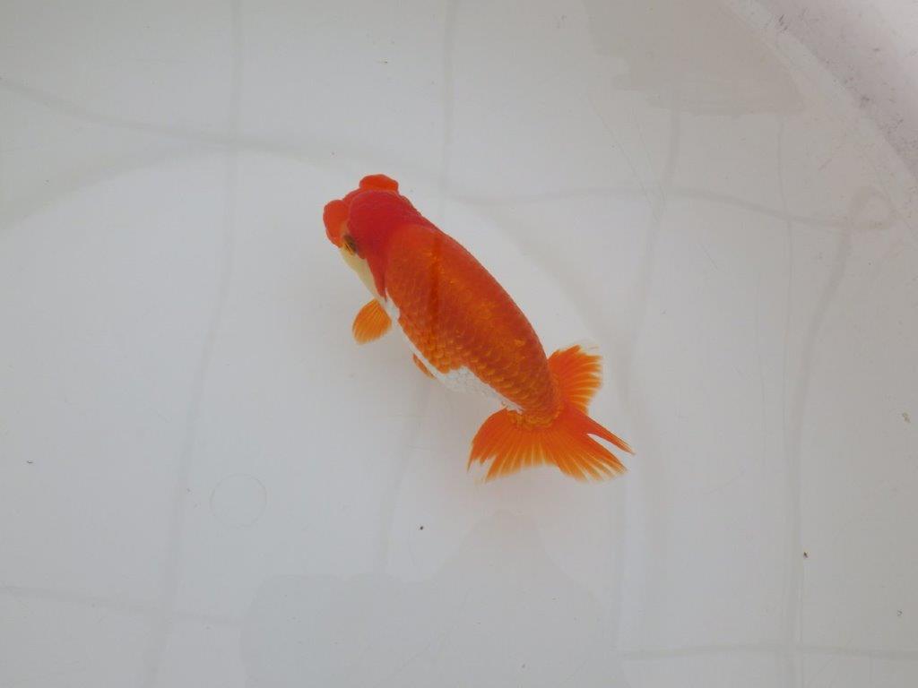 【 上位入賞独占ブリーダー】品評大会用に飼い込み　当歳らんちゅう　東大関系統　約13,5㎝  オス？