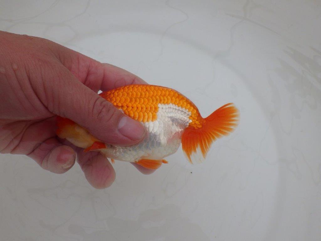 【 上位入賞独占ブリーダー】品評大会用に飼い込み 当歳らんちゅう 東大関系統 約13,5㎝ オス?