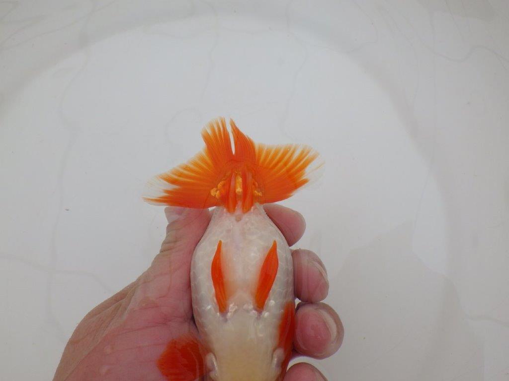 【 上位入賞独占ブリーダー】品評大会用に飼い込み 当歳らんちゅう 東大関系統 約13,5㎝ オス?