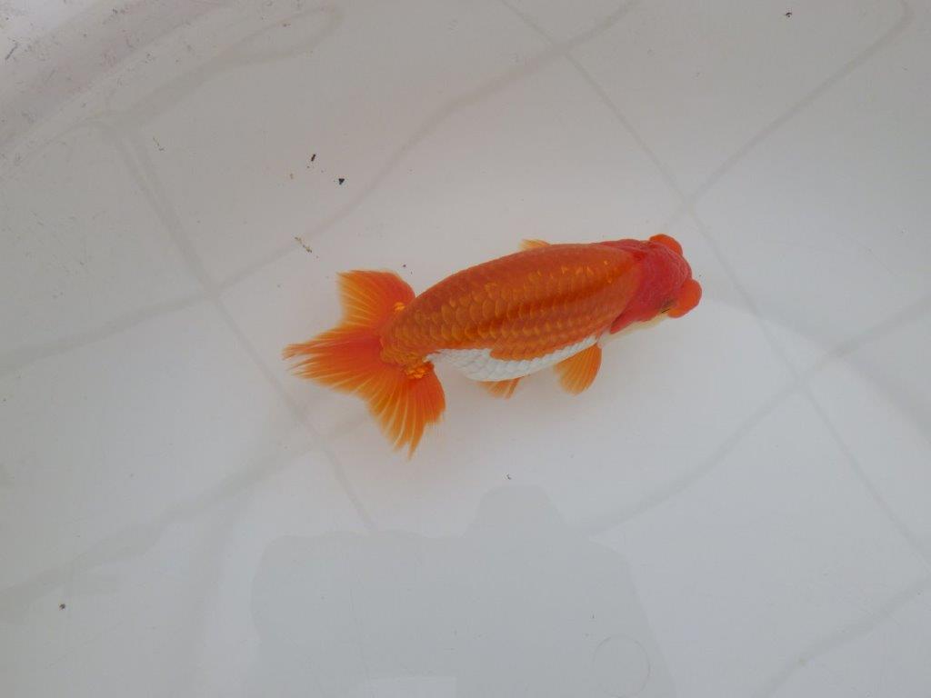 【 上位入賞独占ブリーダー】弐歳で勝負! 当歳らんちゅう 東大関系統 約14,5㎝ オス?